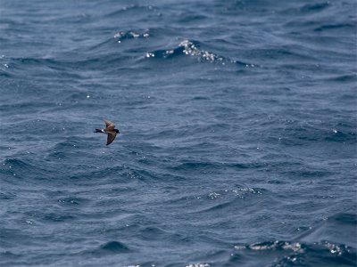 White-vented Stormpetrel