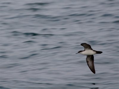 Audubon Shearwater - Audubon-pijlstormvogel