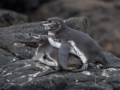 Galapagospinguin - Galapagospinguin