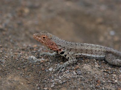 Lava Lizard - Lava-hagedis