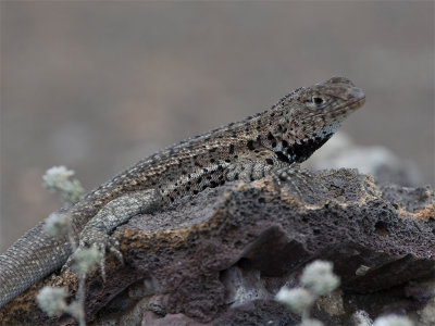 Lava Lizard - Lava-hagedis