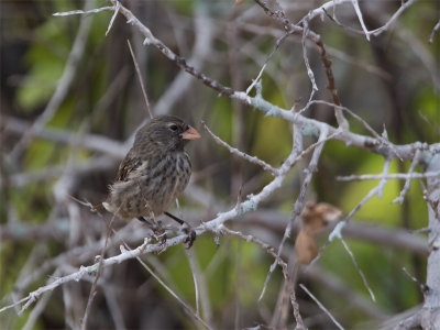 Small tree finch.jpg