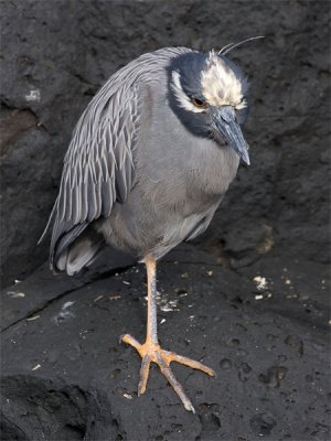 Yellow-crowned Night-heron - Geelkruinkwak