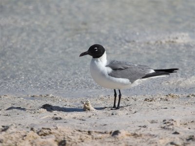 Laughing Gull - Lachmeeuw