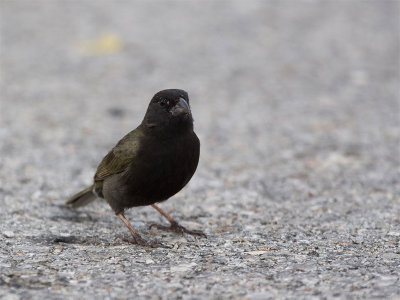 Black-faced grassquit - Maskergrondvink