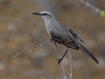 Tropical Mockingbird - Tropische Spotlijster