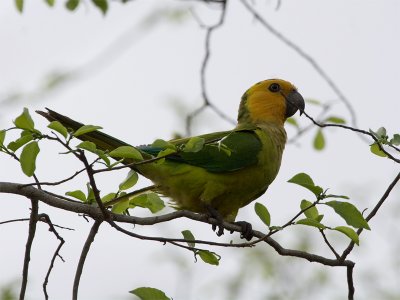 Brown-throated Parakeet - Masparkiet