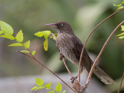 Pearly-eyed Thrasher - Witoogspotlijster