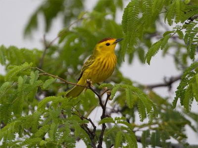 Yellow Warbler - Gele Zanger