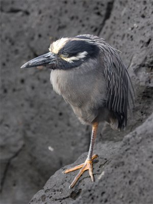 Yellow-crowned Night-heron - Geelkruinkwak