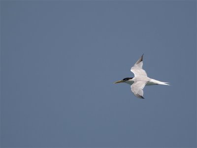 Sandwich (Cayenne) Tern - Grote Stern