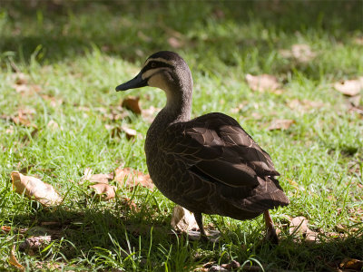 Pacific Duck