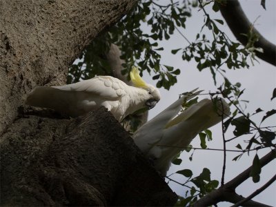 Sulphur-crested Cockatoo