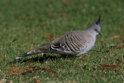 Crested Pigeon - Spitskuifduif