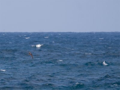 Wedge tailed shearwater