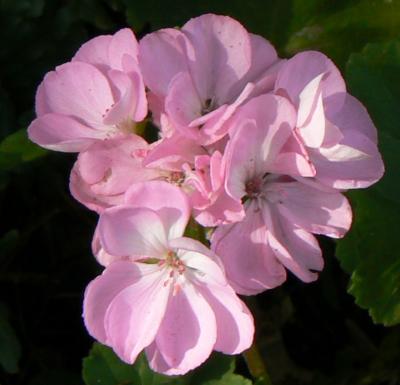 Pink Geranium