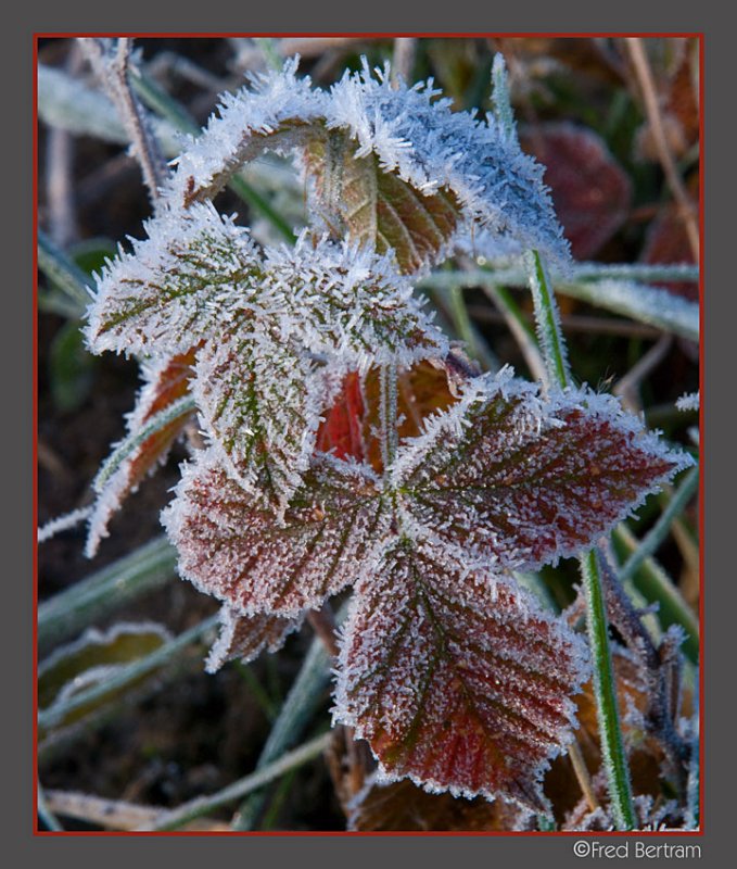 frosty morning