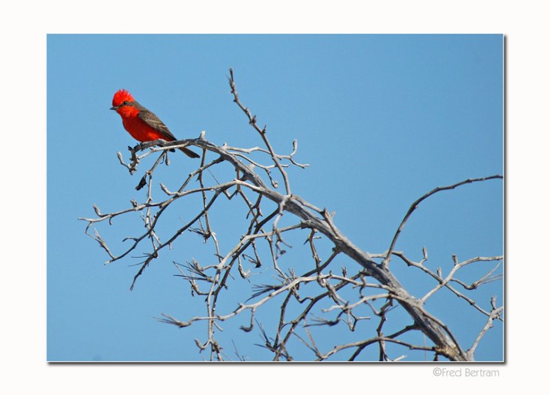 Vermillion Flycatcher