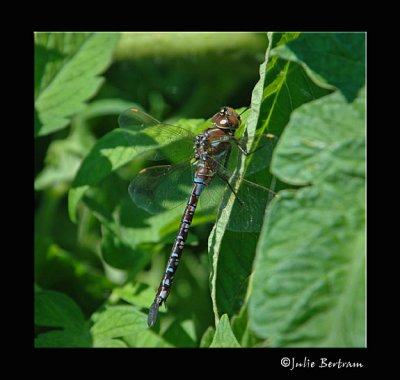 Darner Dragonfly