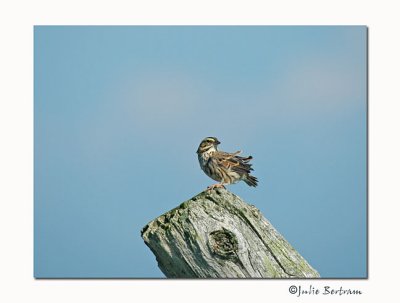Sparrow at Simcoe Island
