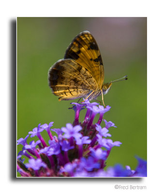 Pearl Crescent