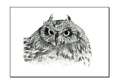 Short-eared Owl