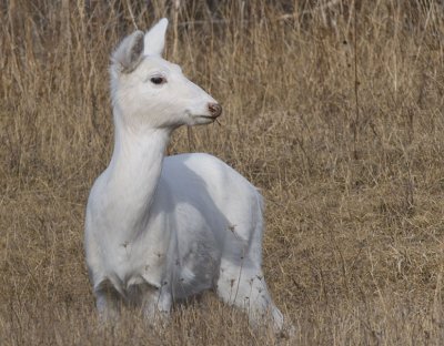Seneca White Deer