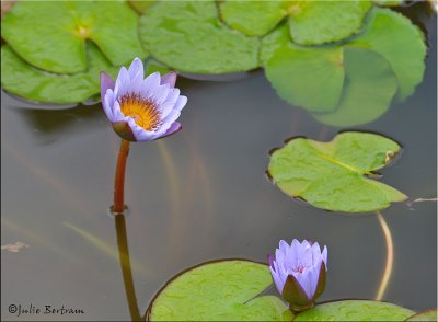Water Lilies at The Eastman House