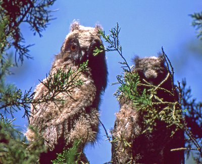 Long-eared Owlets