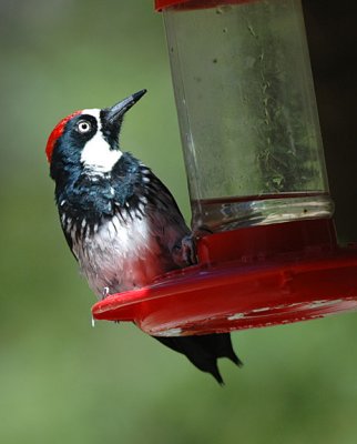 Acorn Woodpecker