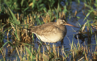 Hudsonian Godwit