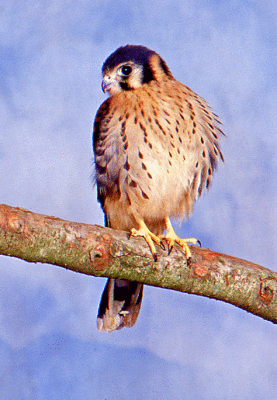 American Kestrel