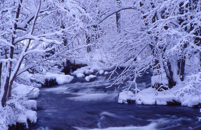 Winter Stream