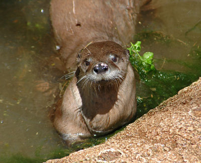 Otter
