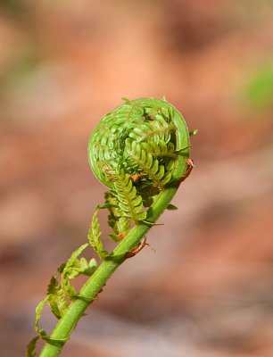 Fiddlehead