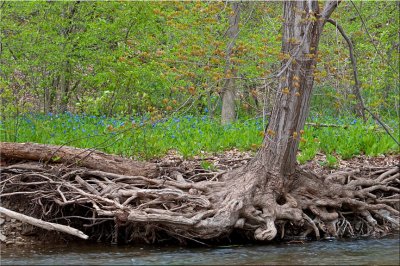 Tree Roots and Bluebells