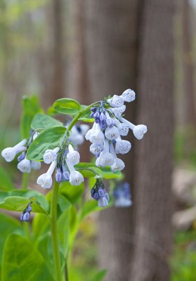 Pale Bluebell