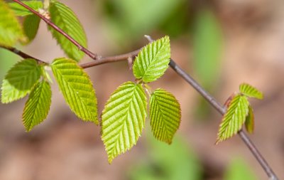 Leaf Patterns