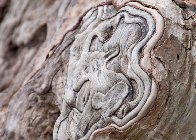 Bark Patterns