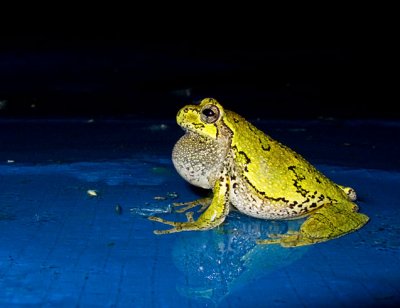 Gray Tree Frog