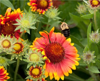 Flowers and the Bee