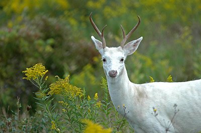 Seneca White Deer