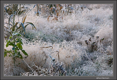 First frost of Autumn
