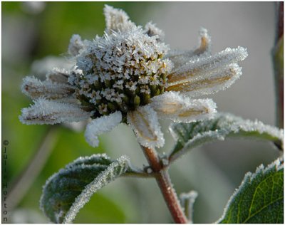 Frosty Petals
