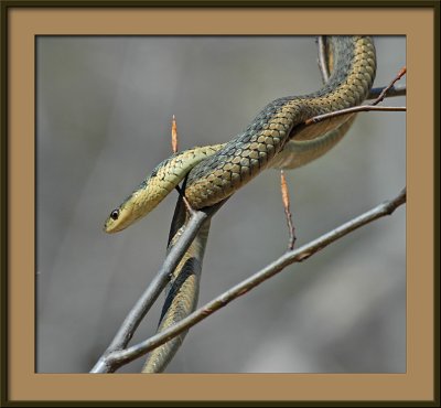 tree climbing Garter Snake