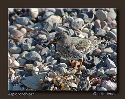 Purple Sandpiper