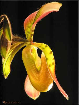 Genesee Region Orchid Society Spring Orchid show
