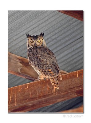 Great-Horned Owl