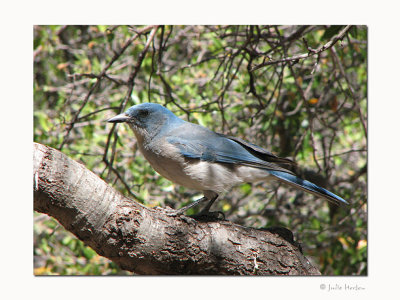 Mexican Jay