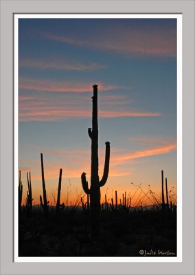 Saguaro at Sunrise